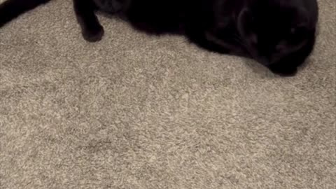 Precious Piper Has a Good Time Being a Security Guard - Adopting a Cat from a Shelter Vlog #shorts