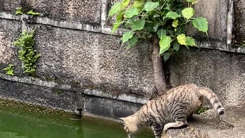 how cats catch fish