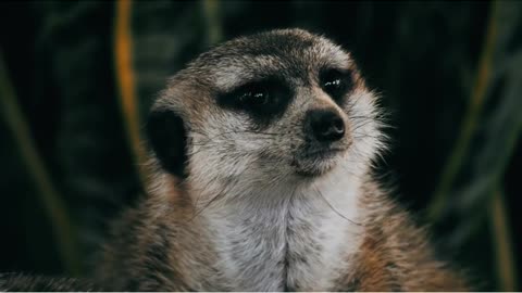 #short Mi Cara Cuando me deben dinero - Masiva Viral