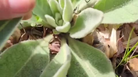 Mullein is amazing!