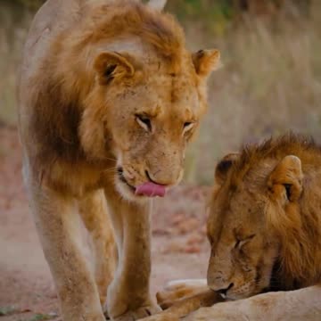 Brotherly Love 🦁💛🥹 | Sounds of Nature