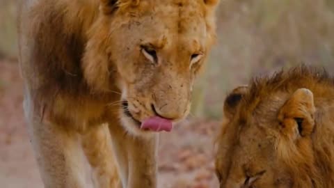 Brotherly Love 🦁💛🥹 | Sounds of Nature