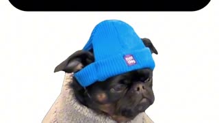 What does a small town mayor do?