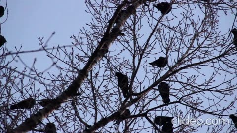 After 8:10 PM - The Crow