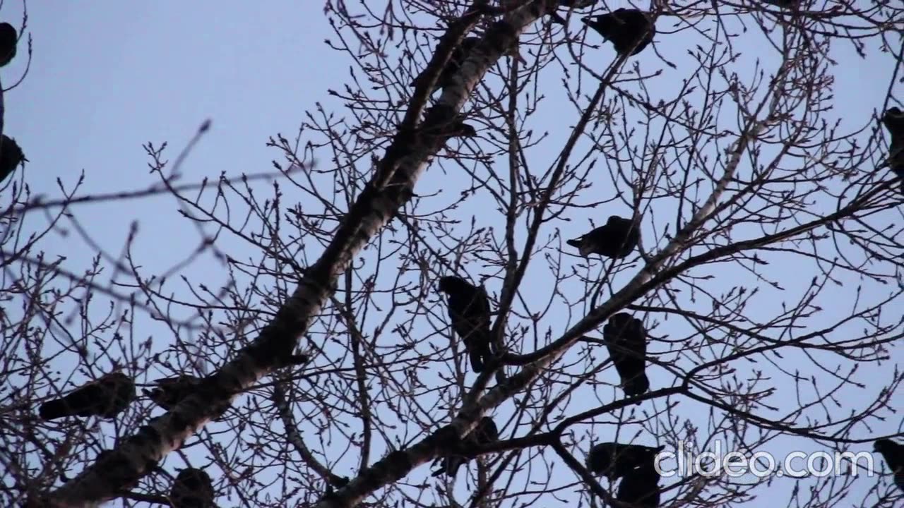 After 8:10 PM - The Crow