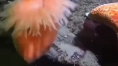 🌊 Mind Blown! Sea Creature Escapes Predator With Shocking Speed! | FeedMyCuriosity