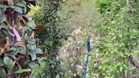 Explore The Margaret Cleveland: Premier Garden Center Baltimore MD