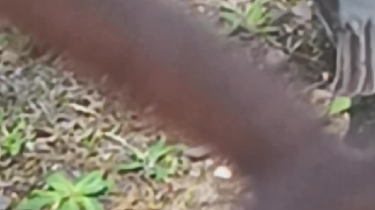 Robin eating