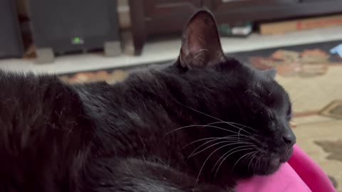 Cute Precious Piper is a Fuzzy Little Sleeping Girl - Adopting a Cat from a Shelter Vlog