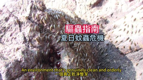 驅蟲指南 夏日蚊蟲危機