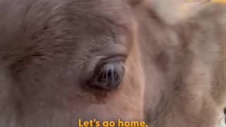 He hops like a popcorn kernel — and we’re completely obsessed 💛