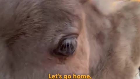 He hops like a popcorn kernel — and we’re completely obsessed 💛