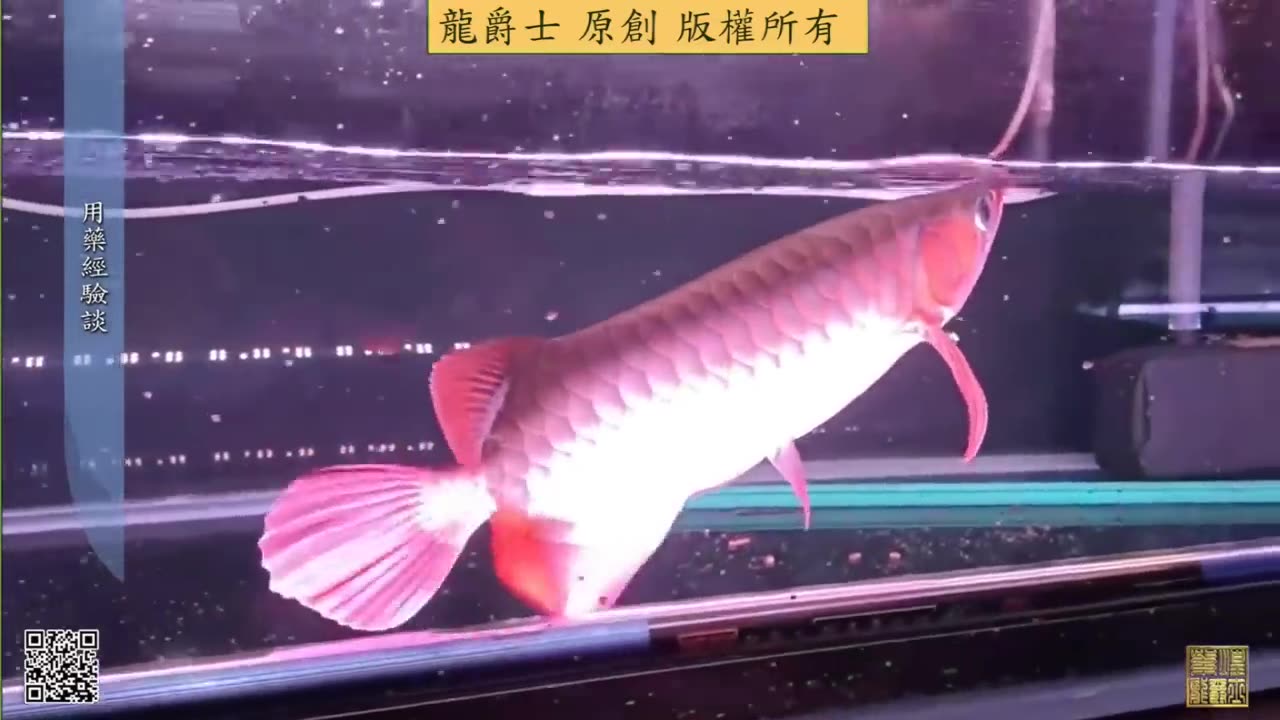 【龍爵士】會員專屬 水族用藥經驗談