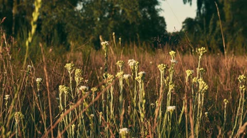 Calm and Peaceful Meadow: Ultimate Relaxation Video