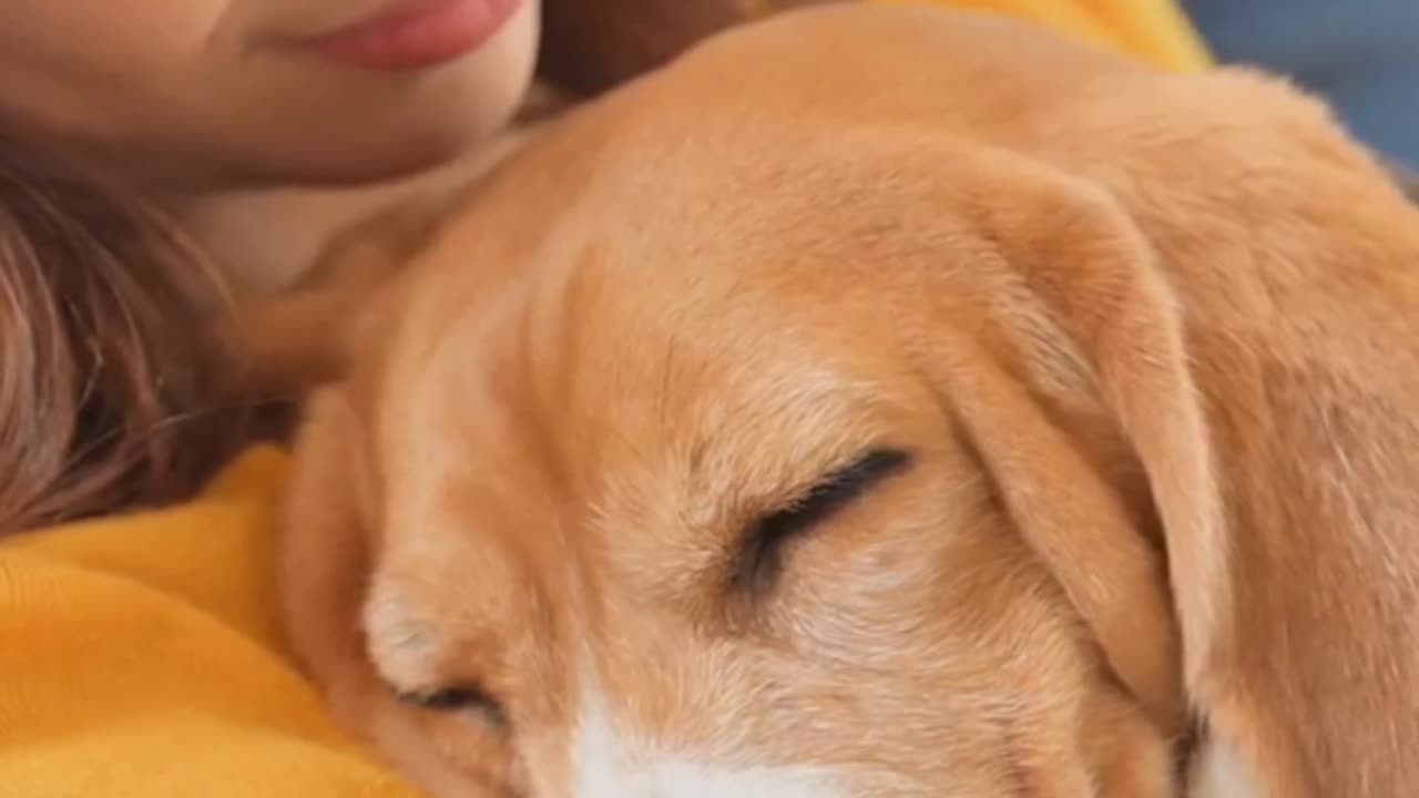 Can Dogs Sniff Out Our feelings?
