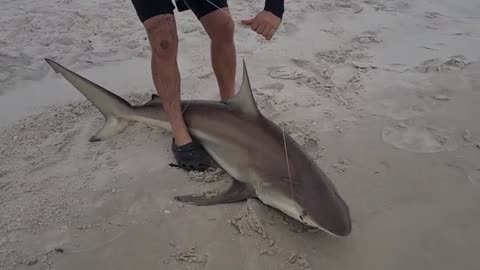 a pesca ho imparato come pescare grossi squali, fishing shark, ma b1mpagnia_part16