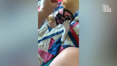 Super Funny Animal Moments 🤣 _ Hilarious And CUTE Pet Videos