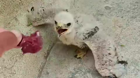 Rescue a hawk