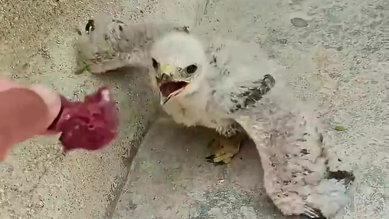 Rescue a hawk