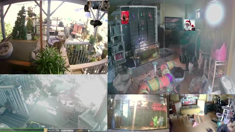 Frisky Friday with The Cat Ranch Crew