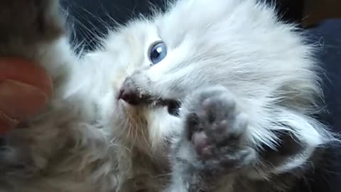 Kitten videos to attract cats #2