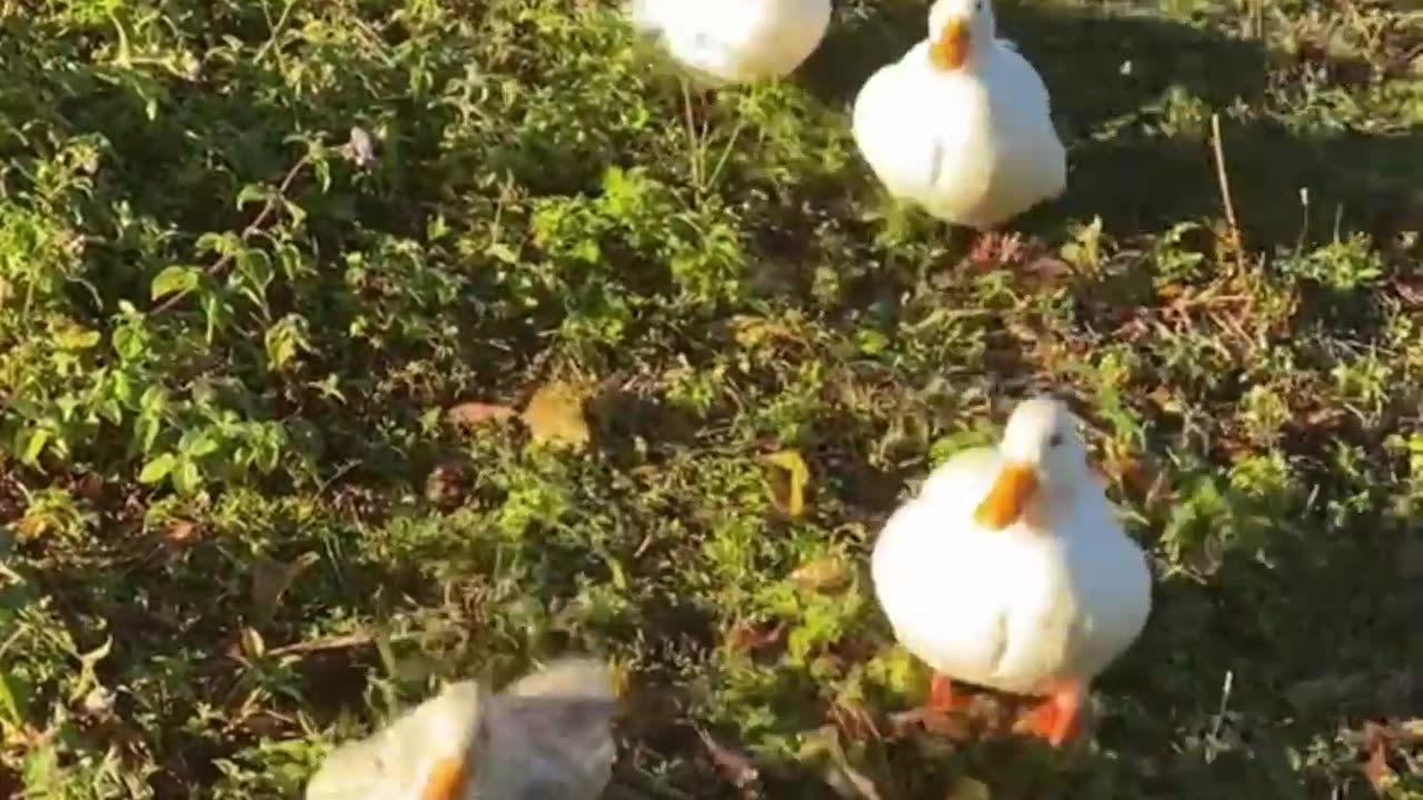 🌿 "Tiny Wild Things" – Nature’s Cutest Babies 🐾
