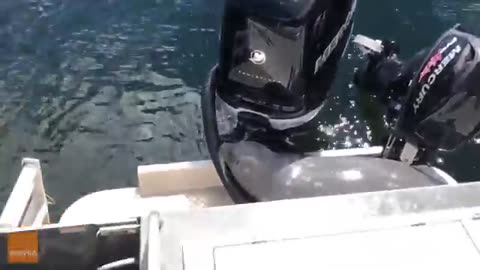 Craziest animal encounters