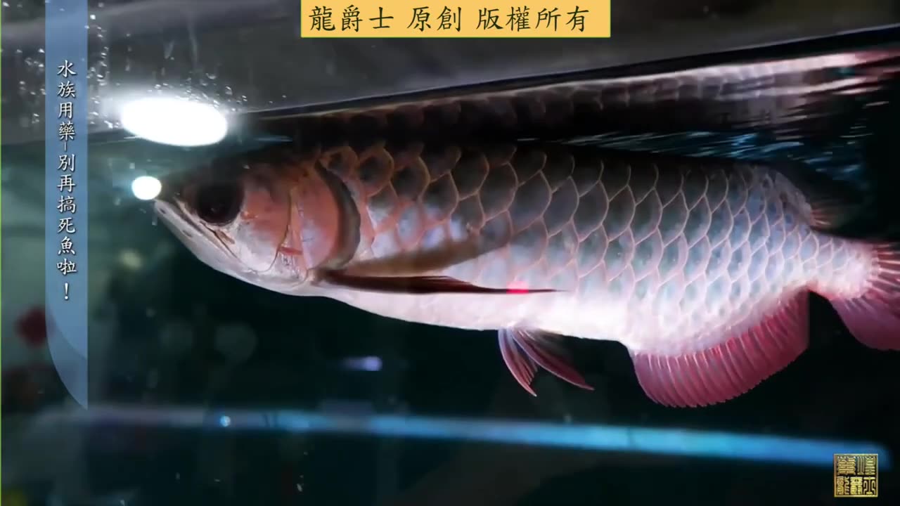 【龍爵士】水族百科 水族除蟲 藥理 病理