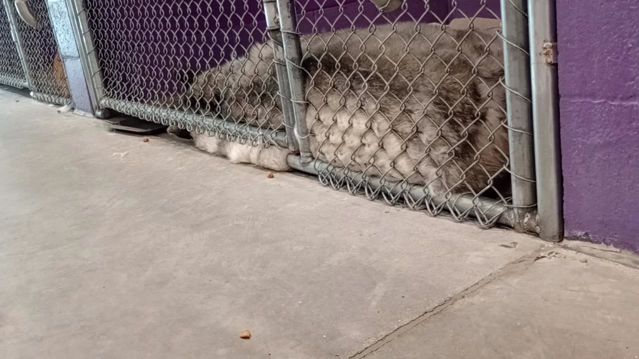 Hiro 7y Pet Id 943938 kennel 18 HSSAZ shelter Hiro is best 4 me 2 view if I'm far 4 now20250718712