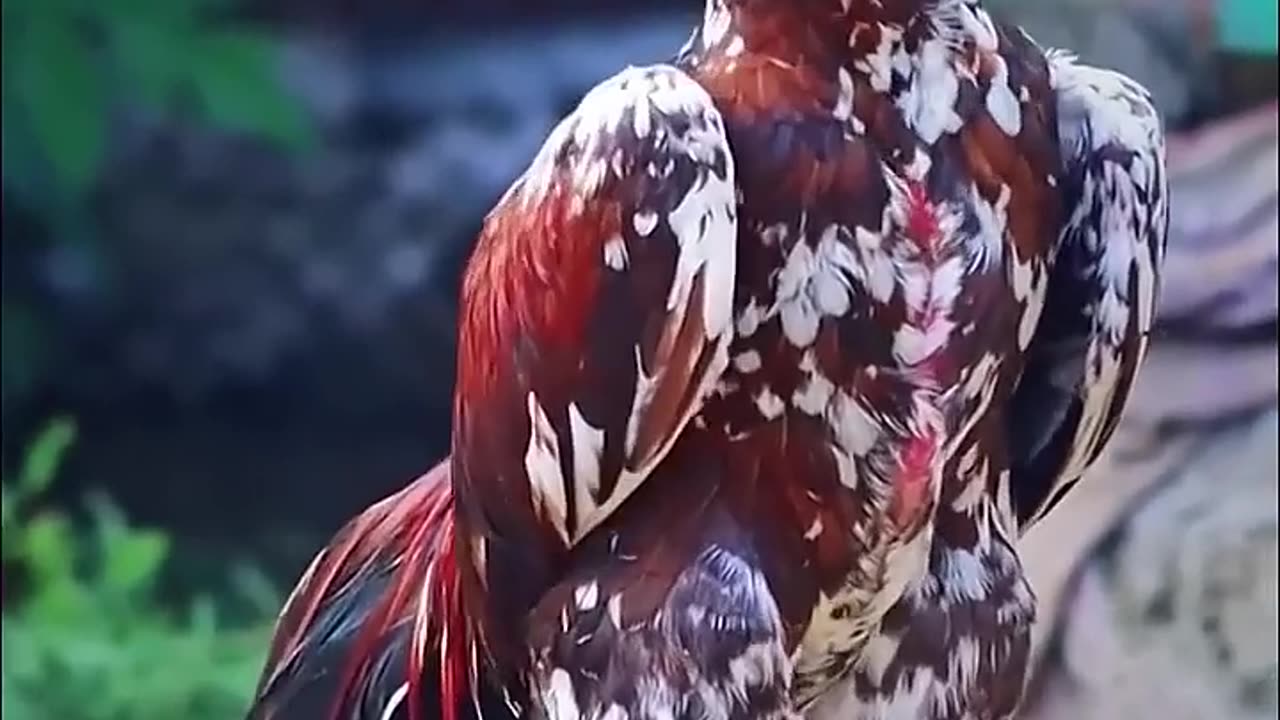 Hhhhhh my best friend chicken 🐓🍗🐓