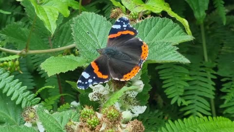 Red Admiral Butterfly In North Wales.