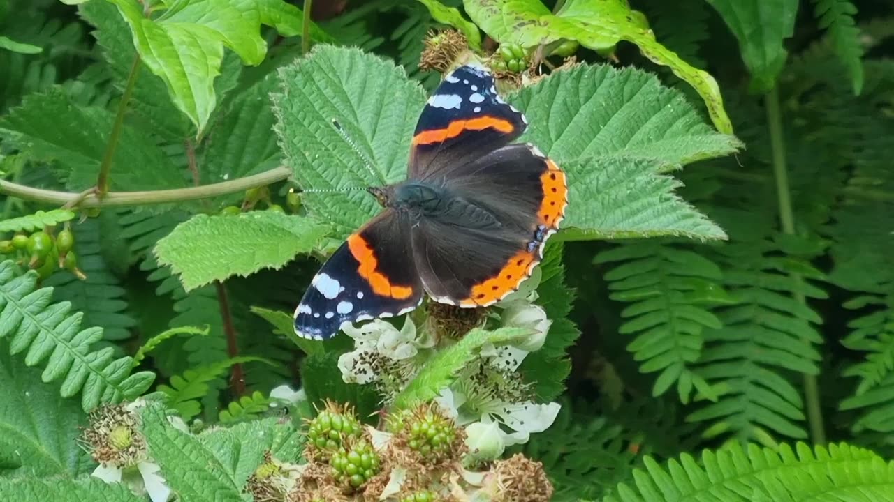 Red Admiral Butterfly In North Wales.
