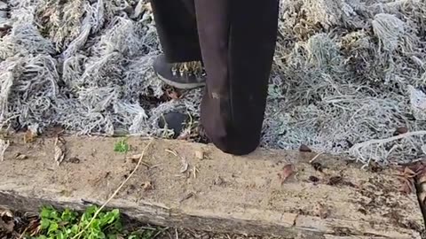 Preparing a Flower Bed to Receive Lupine Seedlings