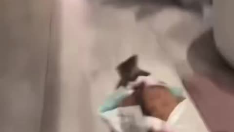 More Goat Gang Content