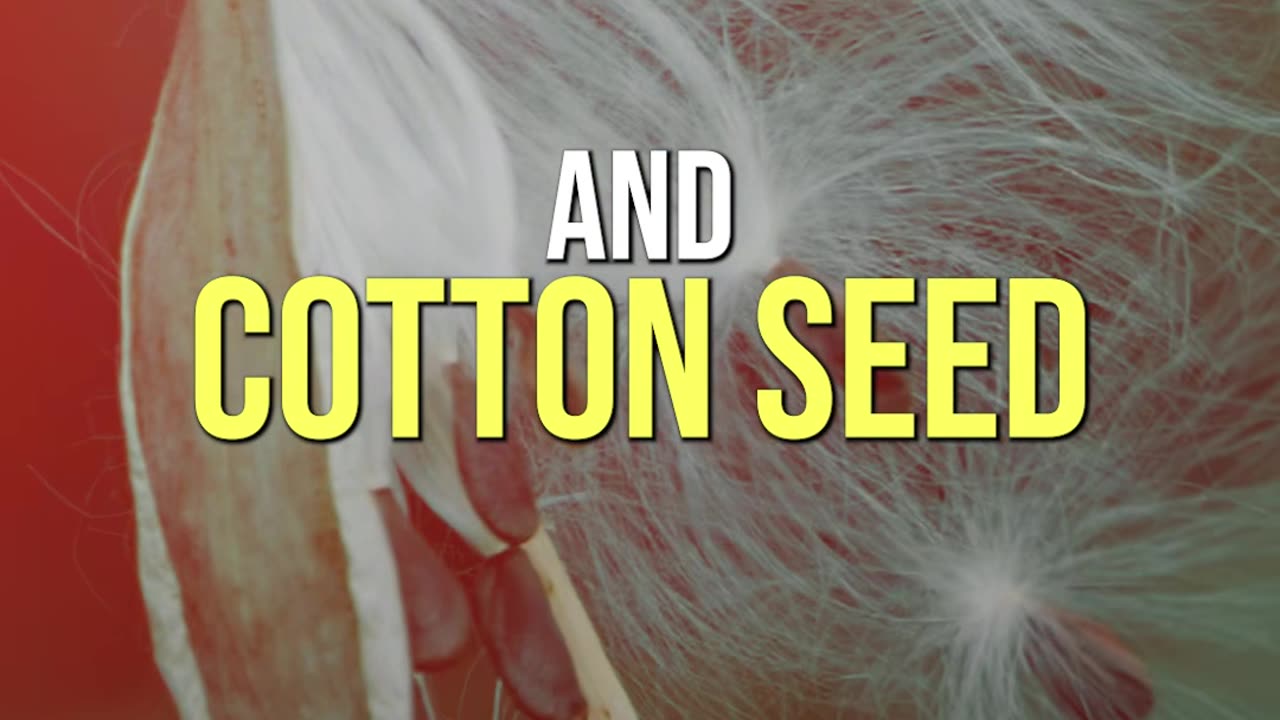 SEED OILS: The Hidden Danger Lurking in Your Food