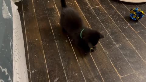 🤣🐾 She's a Real Predator, Only in Smol Form! | FunFM