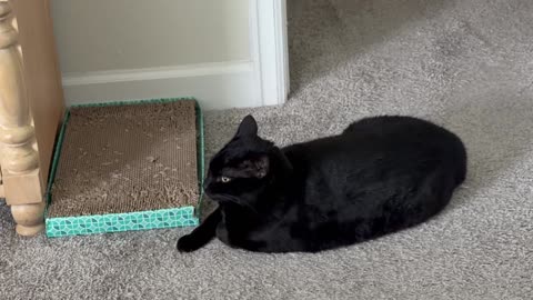 Cute Precious Piper Has An Executive Lounge - My Adopted Shelter Cat Vlog