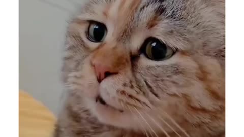 Craziest cat sounds😺