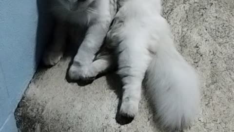 Cat cute white love funny