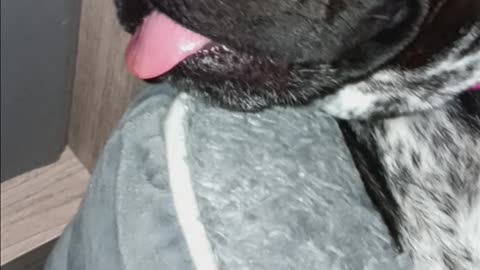 Bella the doggie