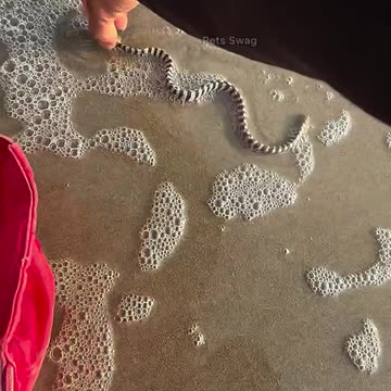 Helping to beach animals