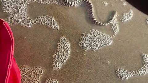 Helping to beach animals