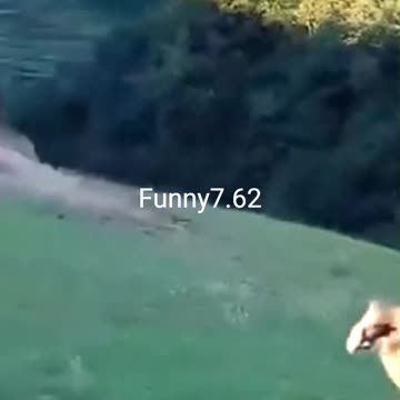 Strange and funny behavior of animals