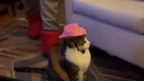 Cute And Funny Cats 😍😍😅😅