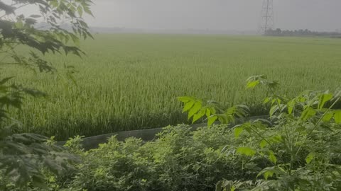 The rice fields are blooming, with the morning dawn_00_ Date 09.09.2025