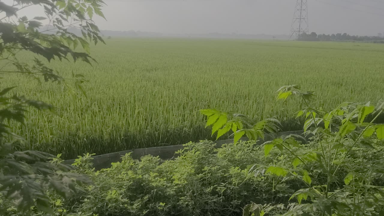 The rice fields are blooming, with the morning dawn_00_ Date 09.09.2025