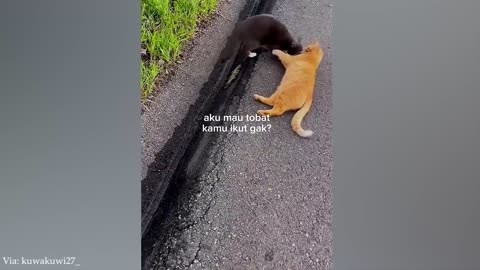 Watch the funniest cats and dogs caught on camera