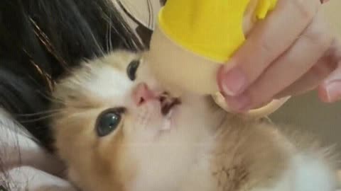 The kitten drinks milk for the first time