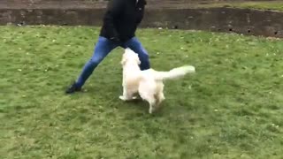 🐶😂 You Won't Believe This Dog's Epic Response! | FunFM