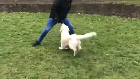 🐶😂 You Won't Believe This Dog's Epic Response! | FunFM